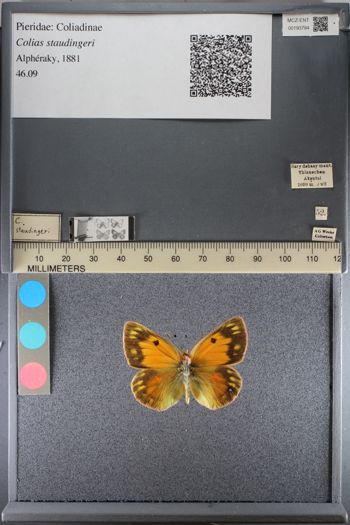 Media type: image;   Entomology 193784